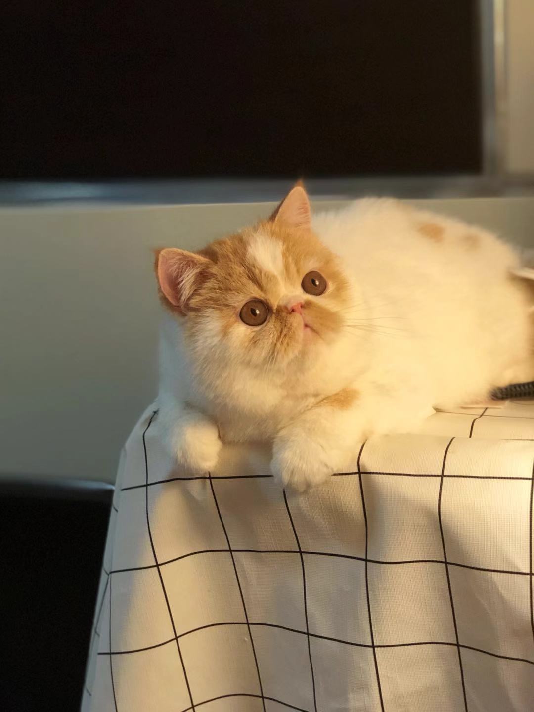 Oscar_1